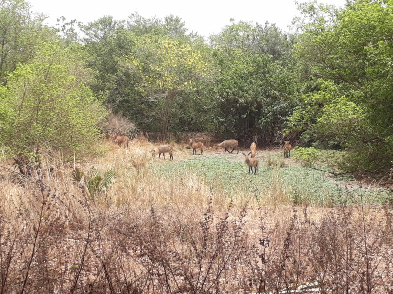 Tourist Attractions in Northern Nigeria - Visiting Jos Wildlife Park ...